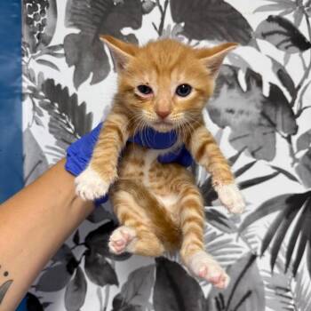 Peanut Butter -  Domestic Short Hair Cat for Adoption in Wahiawa, Hawaii - Peanut Butter | PetCurious
