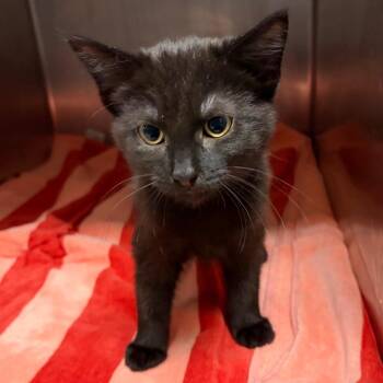 Puma -  Domestic Short Hair Cat for Adoption in Nashville, Tennessee - Puma | PetCurious