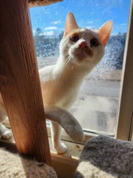 Rescue Domestic Short Hair and Tabby Cats for Adoption in Douglasville, Georgia - Fergus | PetCurious