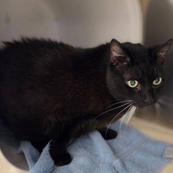 Chloe -  Domestic Short Hair Cat for Adoption in Briarcliff Manor, New York - Chloe | PetCurious