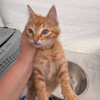 Simon -  Domestic Short Hair Cat for Adoption in Los Angeles, California - Simon | PetCurious