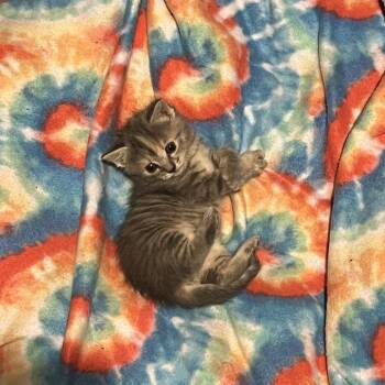 Domestic Short Hair Cats Available for Adoption in Asheville, North Carolina - Mel | PetCurious