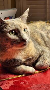 Rescue Domestic Short Hair Cats for Adoption in Washington Grove, Maryland - Clover | PetCurious