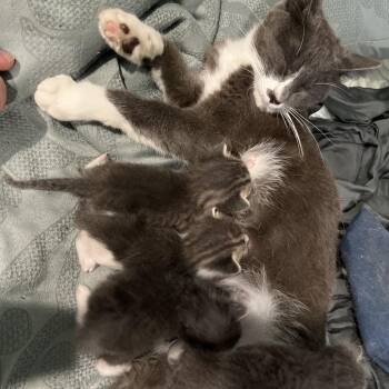 Domestic Short Hair Cats Available for Adoption in Tulsa, Oklahoma - Socks | PetCurious
