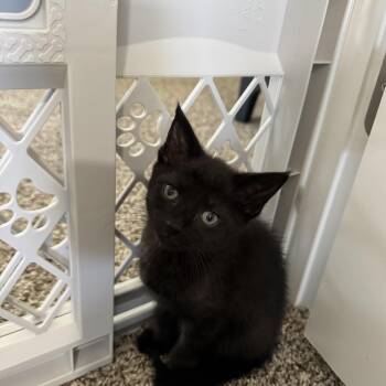Jasper -  Domestic Short Hair Cat for Adoption in Landenberg, Pennsylvania - Jasper | PetCurious