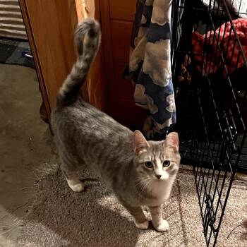 Domestic Medium Hair Cats Available for Adoption in Grantsville, Utah - Smash | PetCurious