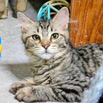 Darla -  Domestic Medium Hair Cat for Adoption in Owatonna, Minnesota - Darla | PetCurious
