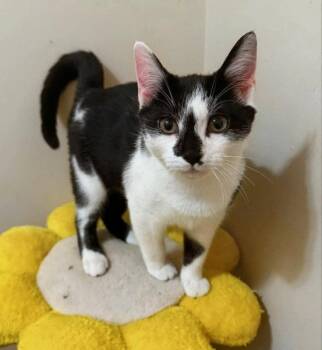 Flower -  Domestic Short Hair Cat for Adoption in Knoxville, Tennessee - Flower | PetCurious
