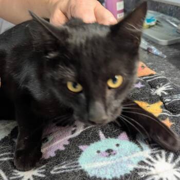 June -  Domestic Short Hair Cat for Adoption in Brighton, Missouri - June | PetCurious