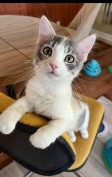 Preslee -  Dilute Calico Cat for Adoption in Phoenix, Arizona - Preslee | PetCurious