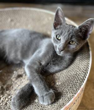 Ricochet -  Russian Blue and Domestic Short Hair Cat for Adoption in Dallas, Texas - Ricochet | PetCurious