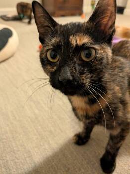 Judge Judy -  Domestic Short Hair Cat for Adoption in Pikesville, Maryland - Judge Judy | PetCurious