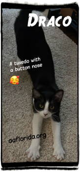 Rescue Tuxedo and Domestic Short Hair Cats for Adoption in Pensacola, Florida - Draco | PetCurious
