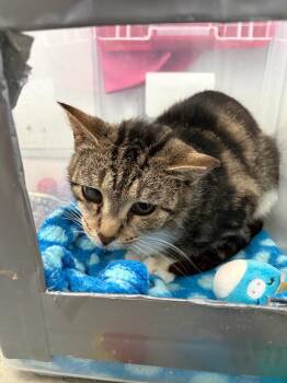 Willow -  Domestic Short Hair Cat for Adoption in Hartford City, Indiana - Willow | PetCurious
