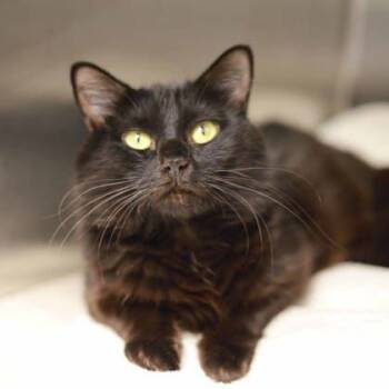 Rescue Domestic Short Hair Cats for Adoption in Atlanta, Georgia - Beet | PetCurious