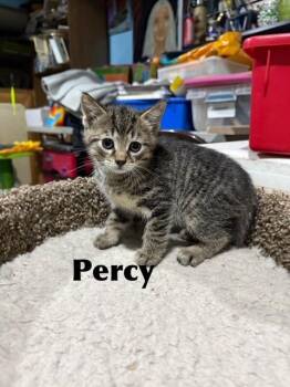 Percy -  Domestic Medium Hair Cat for Adoption in Libertyville, Illinois - Percy | PetCurious