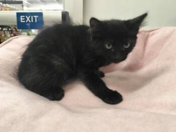 Rescue Domestic Medium Hair Cats for Adoption in Parlier, California - Waffles | PetCurious