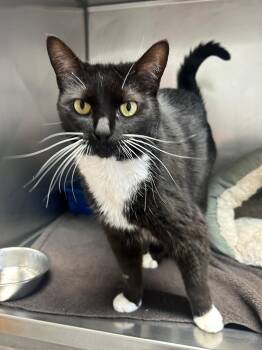Wiloh -  Domestic Medium Hair Cat for Adoption in Glendale, Arizona - Wiloh | PetCurious