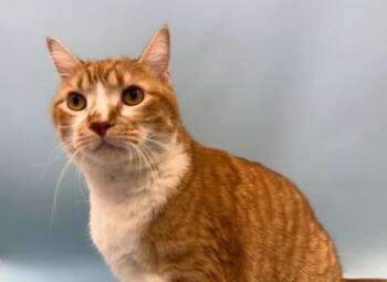 Wall-E -  Domestic Short Hair Cat for Adoption in Woodbury, Minnesota - Wall-E | PetCurious