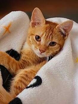Naomi -  Domestic Short Hair Cat for Adoption in Tampa, Florida - Naomi | PetCurious