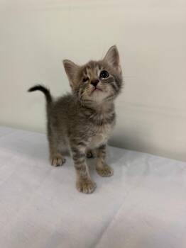 MARCELO -  Domestic Short Hair Cat for Adoption in Margate, Florida - MARCELO | PetCurious