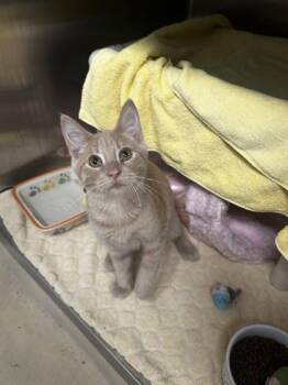 Griffin -  Domestic Short Hair Cat for Adoption in Munster, Indiana - Griffin | PetCurious