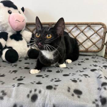 Domestic Short Hair Cats Available for Adoption in Houston, Texas - Blossom | PetCurious
