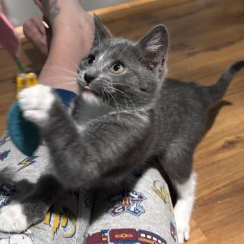 Smartie Chapman -  Domestic Short Hair Cat Available for Adoption in Merrifield, Virginia - Smartie Chapman | PetCurious