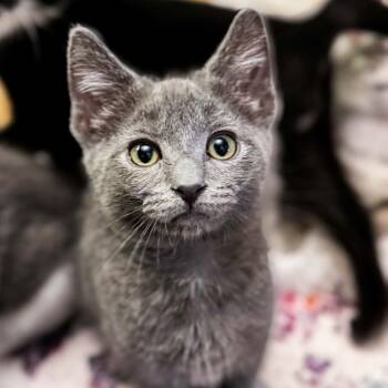 Rocky -  Domestic Short Hair Cat for Adoption in Grand Rapids, Michigan - Rocky | PetCurious