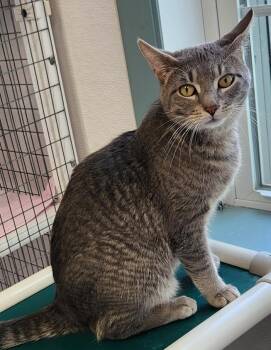 Victor -  Domestic Short Hair Cat Available for Adoption in Medfield, Massachusetts - Victor | PetCurious
