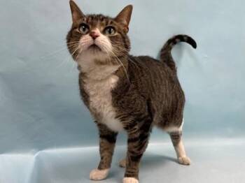 Milo -  Domestic Short Hair Cat for Adoption in Minneapolis, Minnesota - Milo | PetCurious