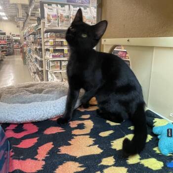 Merriweather -  Domestic Short Hair Cat for Adoption in Hammond, Indiana - Merriweather | PetCurious