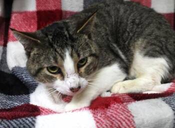 Domestic Short Hair Cats Available for Adoption in Thief River Falls, Minnesota - Elroy | PetCurious