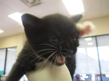 A380802 -  Domestic Short Hair Cat for Adoption in Ocala, Florida - A380802 | PetCurious