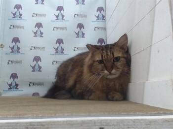 Domestic Short Hair Cats Available for Adoption in Orlando, Florida - MS.KITTY | PetCurious