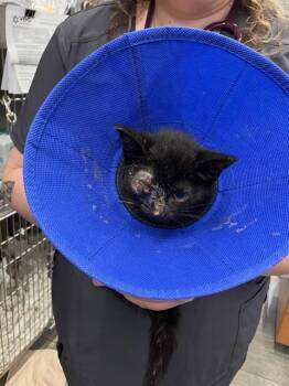 Domestic Short Hair Cats Available for Adoption in Dallas, Texas - GEO | PetCurious