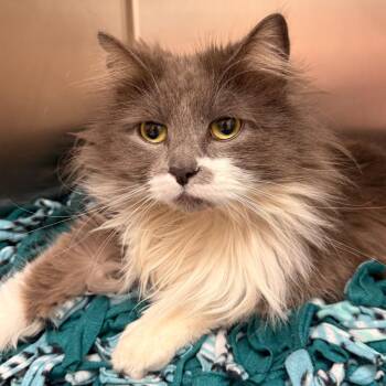 Domestic Medium Hair Cats Available for Adoption in Evansville, Indiana - Sylvie | PetCurious