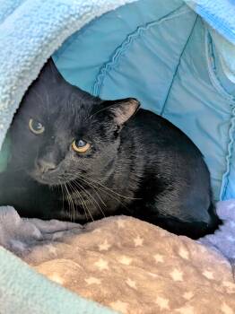Curly -  Domestic Short Hair Cat for Adoption in Medfield, Massachusetts - Curly | PetCurious