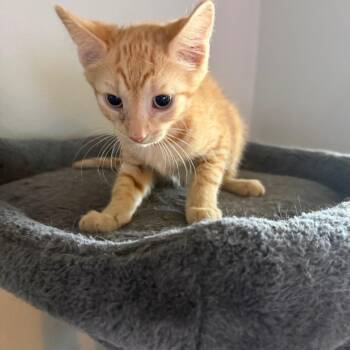 Alfie -  Domestic Short Hair Cat Available for Adoption in NEW PT RICHEY, Florida - Alfie | PetCurious
