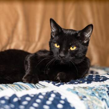 Domestic Short Hair Cats Available for Adoption in Evansville, Indiana - Toby | PetCurious