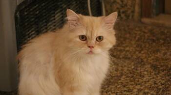 Rescue Himalayan and Persian Cats for Adoption in Brampton, Ontario - Penelope | PetCurious