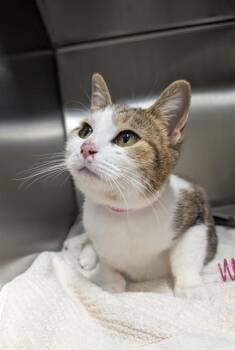 Domestic Short Hair Cats Available for Adoption - MARIANNE | PetCurious