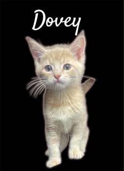 Dovey (Bonded with Dumpling) -  Domestic Short Hair Cat for Adoption in Auburn, California - Dovey (Bonded With Dumpling) | PetCurious