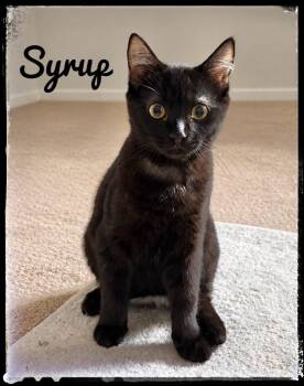 Syrup -  Domestic Short Hair Cat for Adoption in El Cajon, California - Syrup | PetCurious