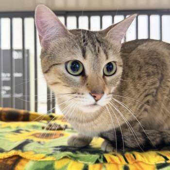 Jagg -  American Shorthair Cat for Adoption in Temecula, California - Jagg | PetCurious