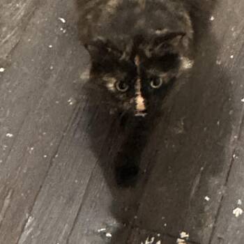 Jasper Chanel -  Domestic Long Hair Cat for Adoption in Philadelphia, Pennsylvania - Jasper Chanel | PetCurious