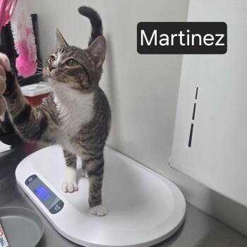 Martinez -  Domestic Short Hair Cat for Adoption in Snow Hill, North Carolina - Martinez | PetCurious