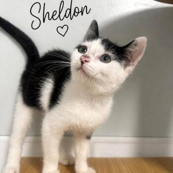 Sheldon -  Domestic Short Hair Cat for Adoption in Brownsboro, Alabama - Sheldon | PetCurious