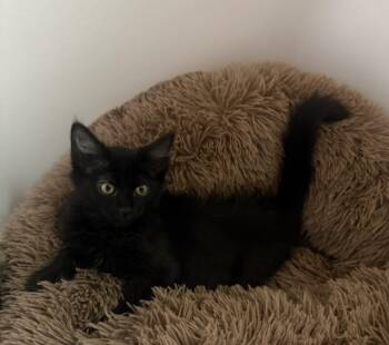 Binx Lara -  Domestic Medium Hair Cat for Adoption in Chandler, Arizona - Binx Lara | PetCurious