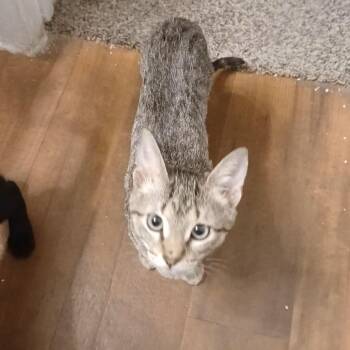 Jack -  Tabby Cat for Adoption in San Antonio, Texas - Jack | PetCurious